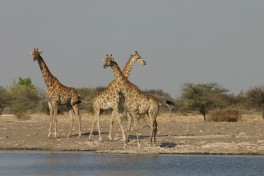 Etosha giraffes  by Erwin T