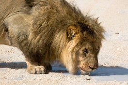 Etosha lion  by Greg Willis