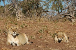 Chobe lions  by andytime