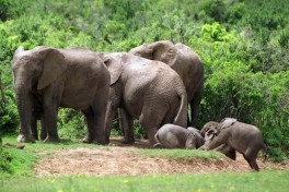 Addo elephants  by Brian Snelson