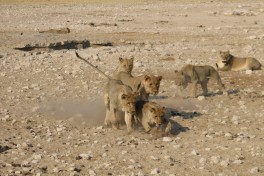 Etosha lion cubs  by NH53
