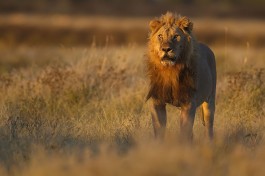 Etosha lion  by Yathin