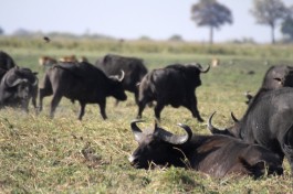 Chobe buffaloes  by Ross Huggett