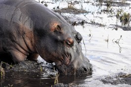 Chobe hippo  by Letizia Barbi