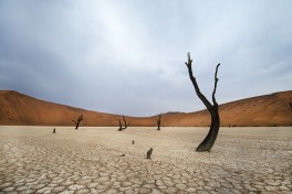 Dead vlei 