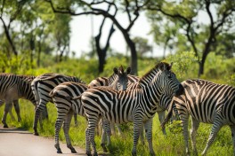 Kruger zebras 
