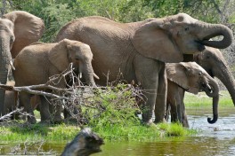 Kruger Park elephants   by Bernard Dupont