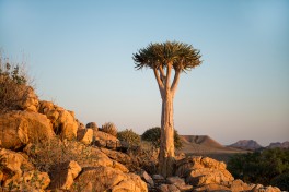 Namibia flora scene 