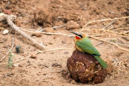 White-fronted bee-eater  by Ryan Kilpatrick