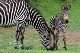 Zebras in South Luangwa  by yeowatzup