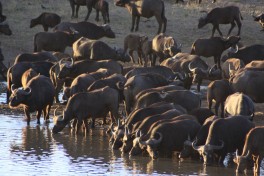 Kruger buffalos  by Derek Keats