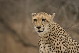 Greater Kruger cheetah  by Dirk Van de Velde
