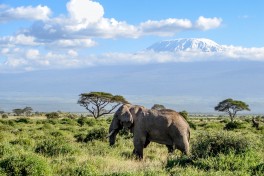 Amboseli scene 