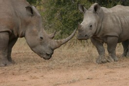 Tshukudu rhinos  by Paul Williams