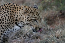 Tshukudu leopard  by Paul Williams