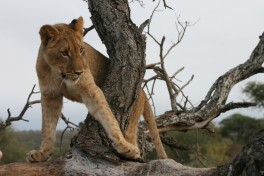 Tshukudu lion cub  by Paul Williams