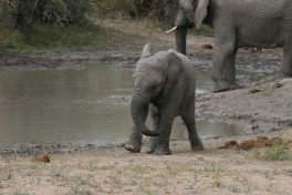 Tshukudu elephants  by Paul Williams