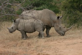 Tshukudu rhinos  by Paul Williams