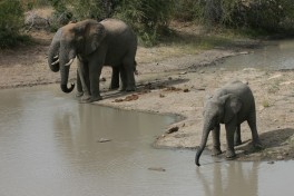 Tshukudu elephants  by Paul Williams