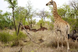 Kruger game  by Martijn.Munneke