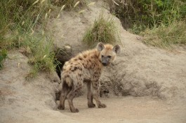 Hyena in Kruger  by Joe Turco