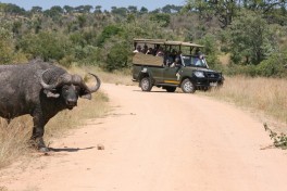 Buffalo in Kruger 