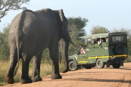 Elephant vehicle 