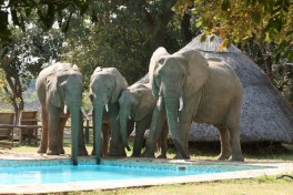 Elephants drinking from pool 