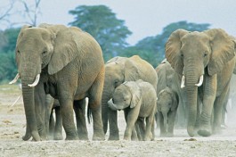 Elephants 