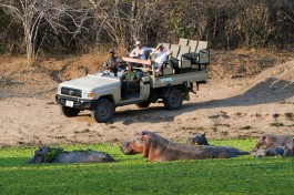 Luangwa River hippos  