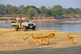 Luangwa River puku 
