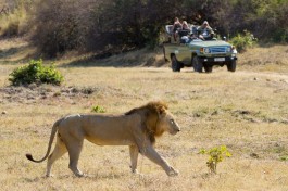 South Luangwa lion 