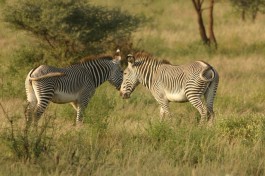 Grevys zebra 