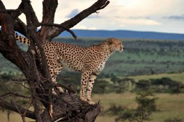 Cheetah 