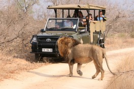 Lion sighting 