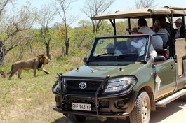 Lion vehicle 