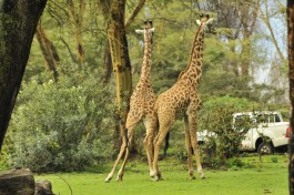 Naivasha lodge grounds 