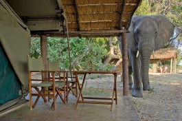 Luxury tent and elephant 