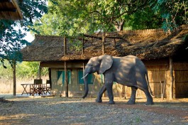 Luxury tent and elephant 