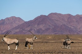 Oryx 