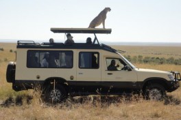 Safari game drive 