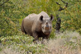 Rhino sighting 