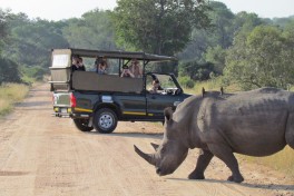 Rhino and vehicle 