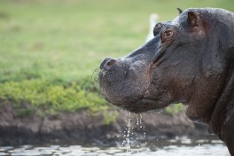 Chobe hippo 