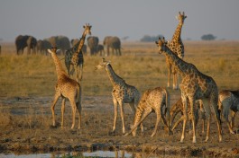 Giraffes 