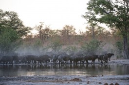 Khwai buffalo 