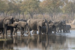 Moremi elephants 