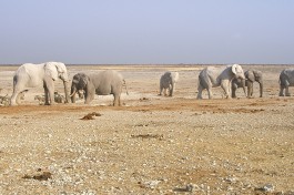 Etosha elephants 