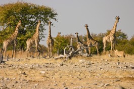 Etosha lion & giraffes 
