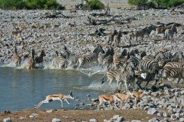 Etosha waterhole 